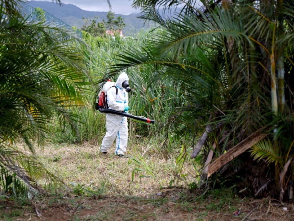 Reunion: Five new deaths attributed to chikungunya despite a declining epidemic