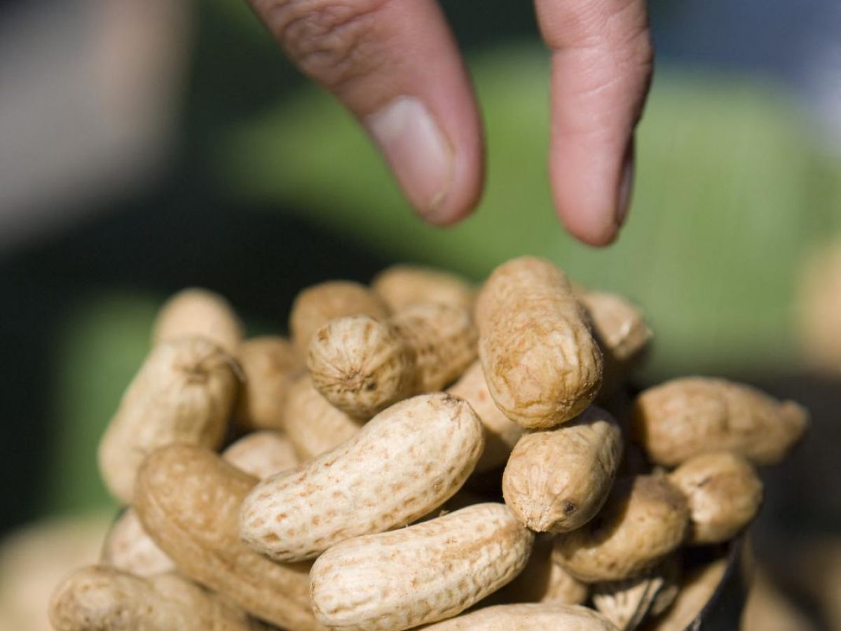 peanut allergy: we are genetically preprogrammed to react to peanuts