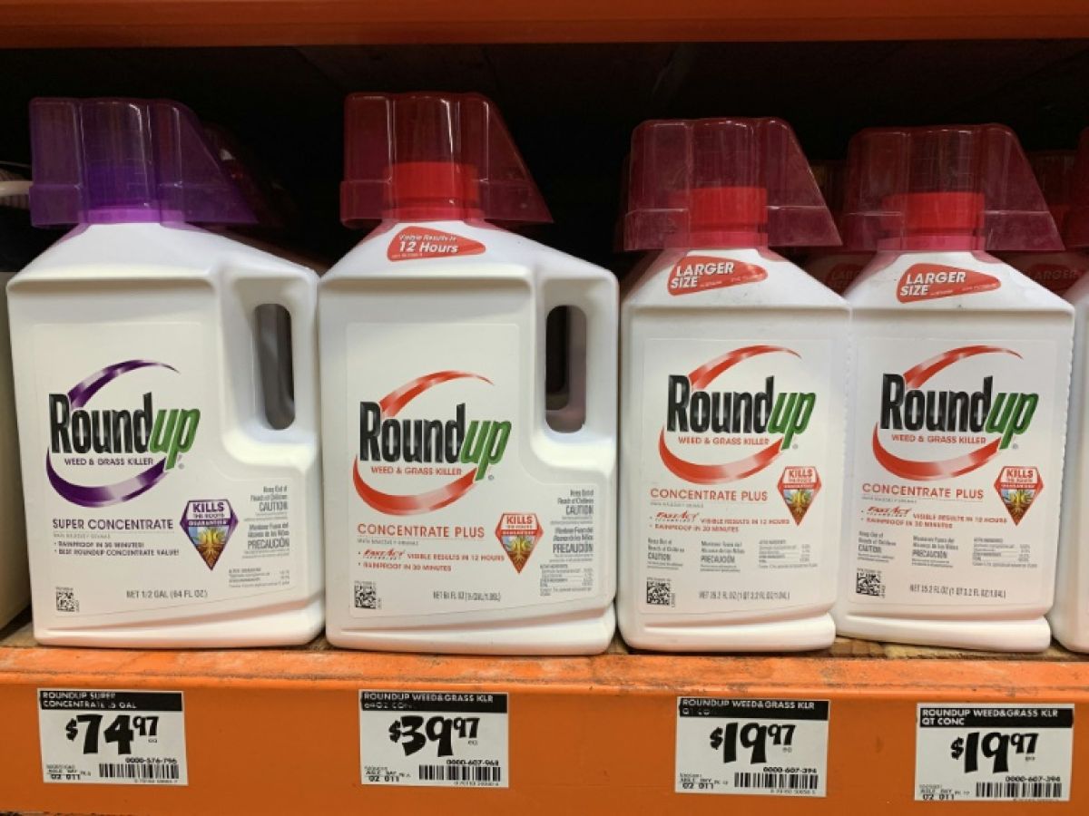 Glyphosate: NGOs are concerned after a study suggesting cancer risks