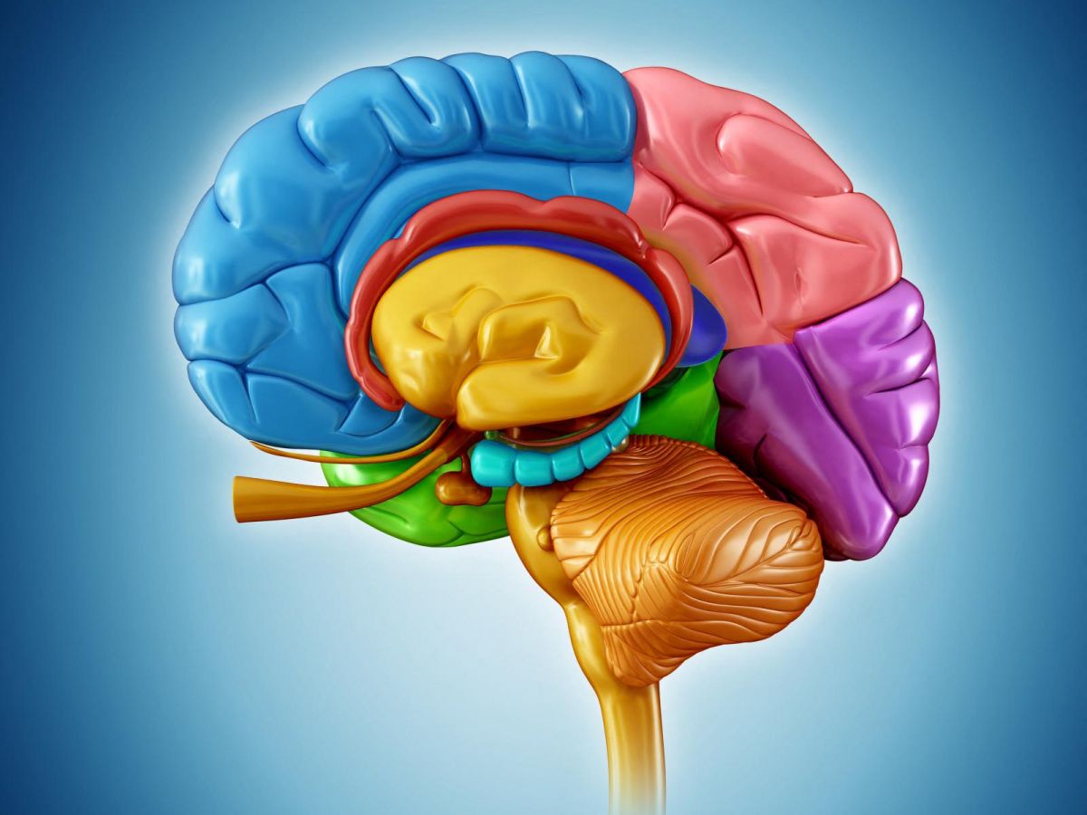 complex shapes in our brain are important for its proper functioning