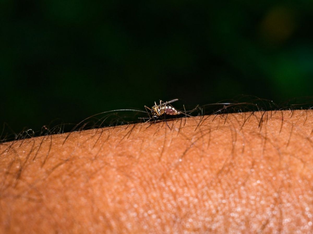 first-indigenous-case-of-chikungunya-in-2025-in-metropolis