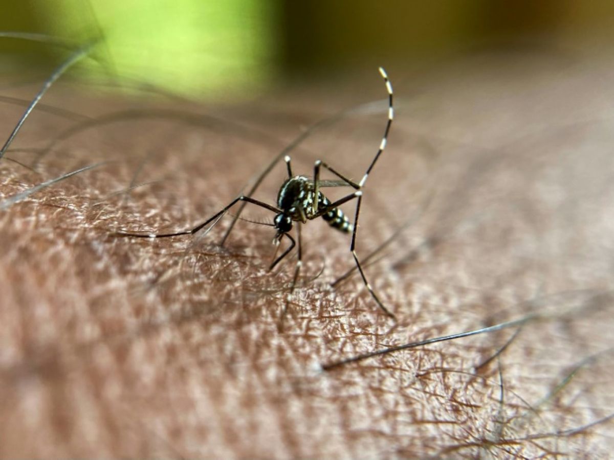 chikungunya:-l’epidemie-decline-encore-a-la-reunion,-pas-de-transmission-signalee-en-metropole