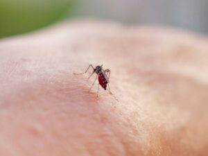 chikungunya-:-deux-cas-precoces-en-metropole
