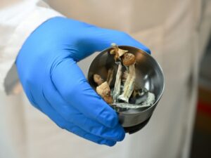 la-nouvelle-zelande-autorise-l’usage-medical-des-champignons-hallucinogenes