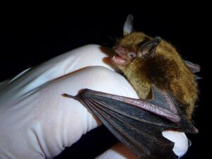 le-secret-des-chauves-souris-pour-resister-aux-cancers