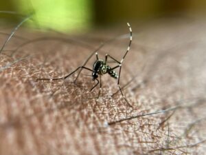 le-chikungunya-circule-a-un-niveau-jamais-vu-en-metropole-aussi-tot-dans-l’annee