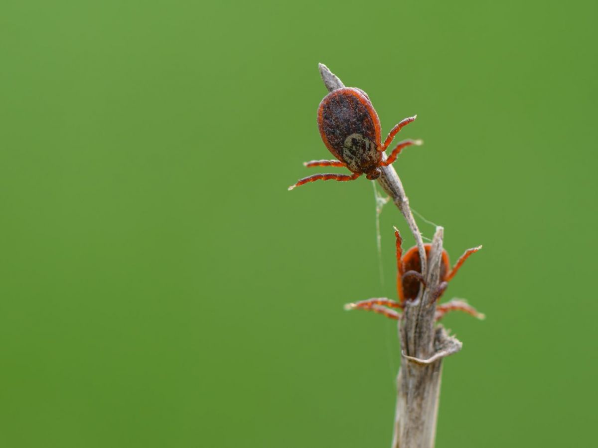 tick-borne encephalitis: cases likely to increase in France