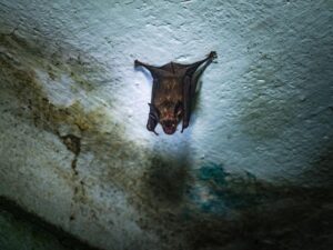 origines-du-covid-19-:-est-il-trop-tard-pour-identifier-un-animal-responsable-?