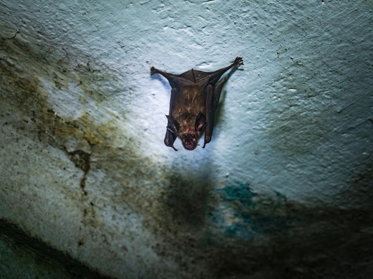 origines-du-covid-19-:-est-il-trop-tard-pour-identifier-un-animal-responsable-?