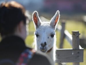 schizophrenia: llama antibodies, a surprising treatment for the future