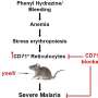 Preexisting anemia may make malaria worse, research finds
