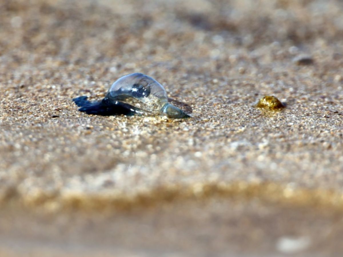 les-physalies,-tres-urticantes,-s’invitent-sur-les-plages-du-sud-ouest