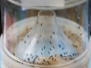 nombre-record-de-cas-de-maladies-transmises-par-des-moustiques-en-europe