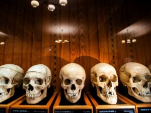 dans-un-musee-americain,-des-restes-humains-au-coeur-d’un-debat-ethique