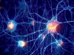 l’hippocampe-renouvelle-ses-neurones