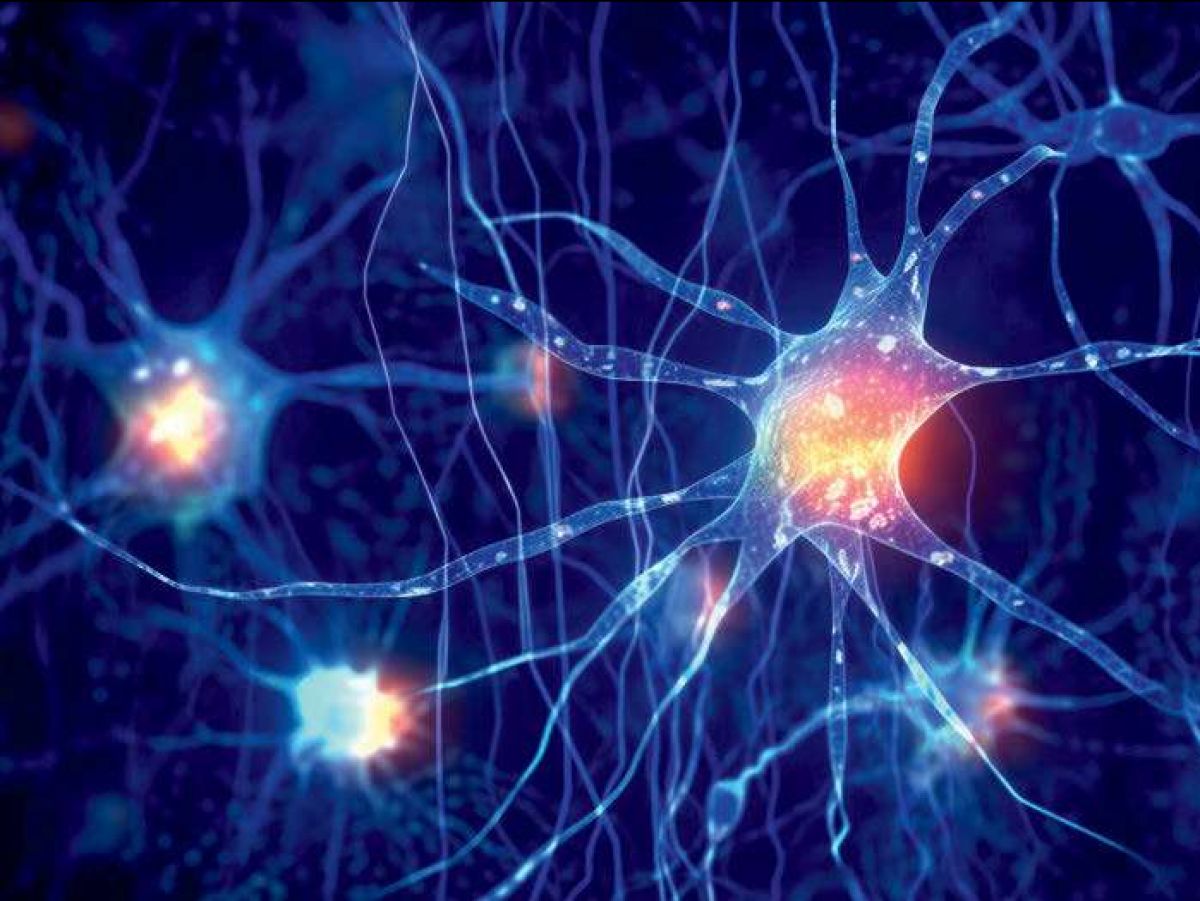 l’hippocampe-renouvelle-ses-neurones