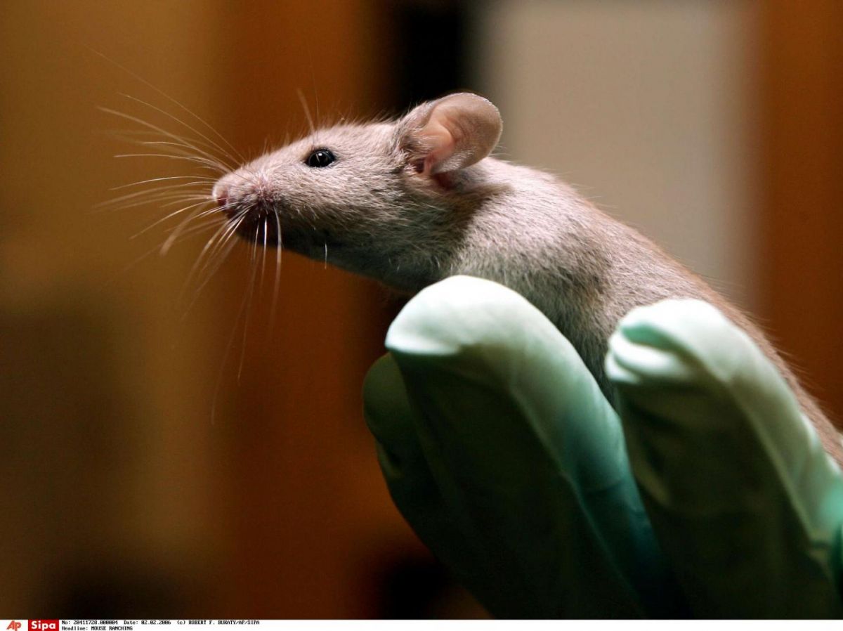 Empathy-regulating neurons discovered in mouse brains
