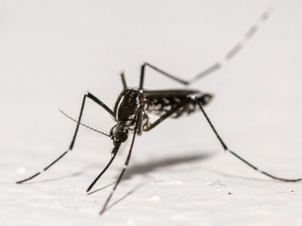 Chikungunya: the rise of indigenous cases continues in France