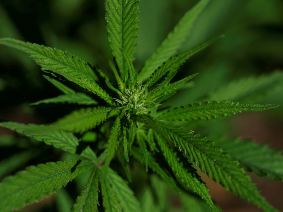 Cannabis can treat pain: First scientific proof, experts say