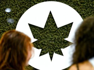 cannabis-:-les-« bad-trips »-au-cbd-trafique-inquietent-les-autorites