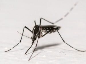 Chikungunya: the rise in indigenous cases is slowing in mainland France