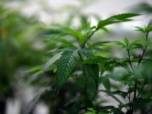 Australia: Doctors complain of 'excessive' medical cannabis prescriptions