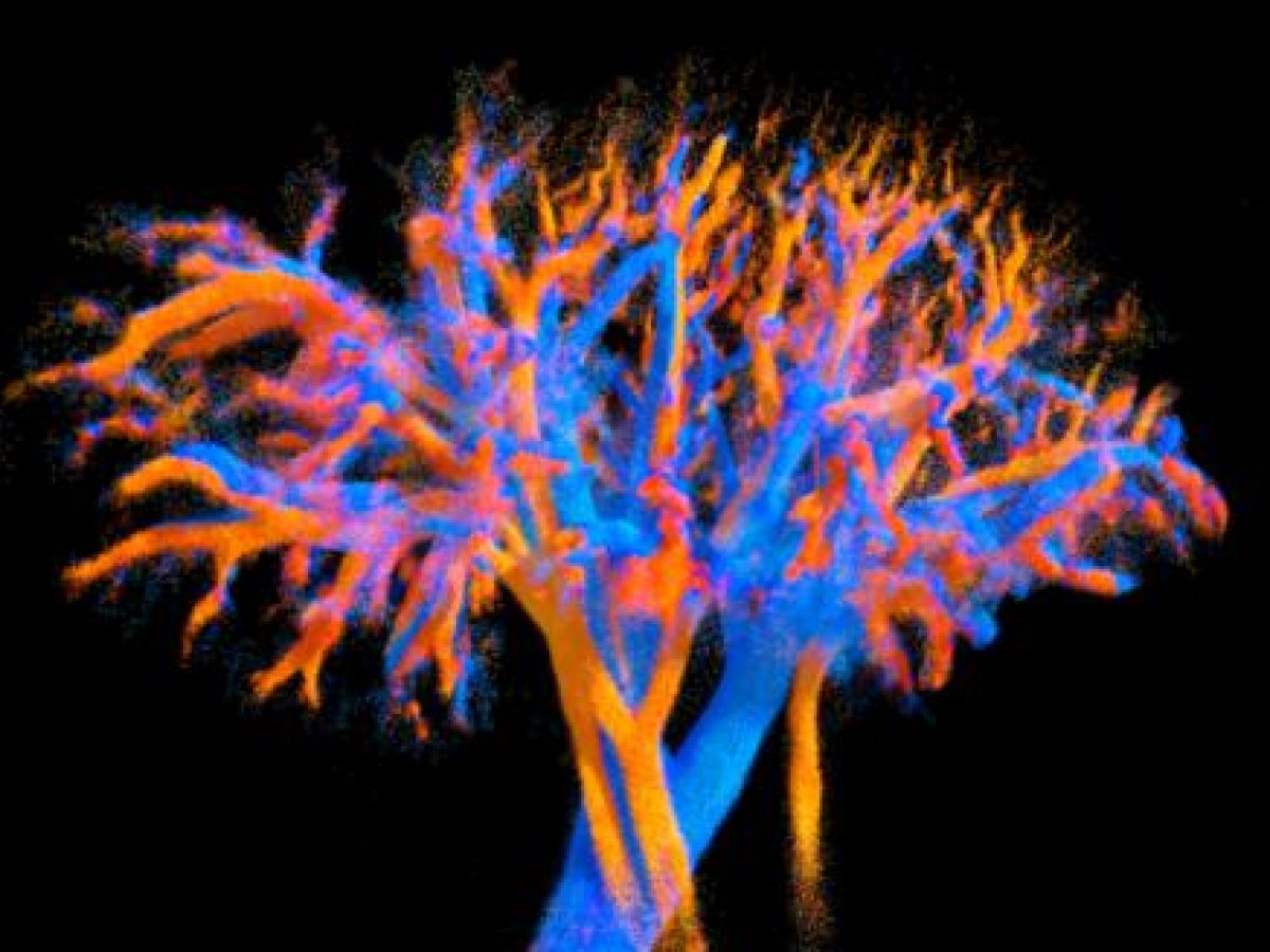 blood-circulation-visible-in-4d