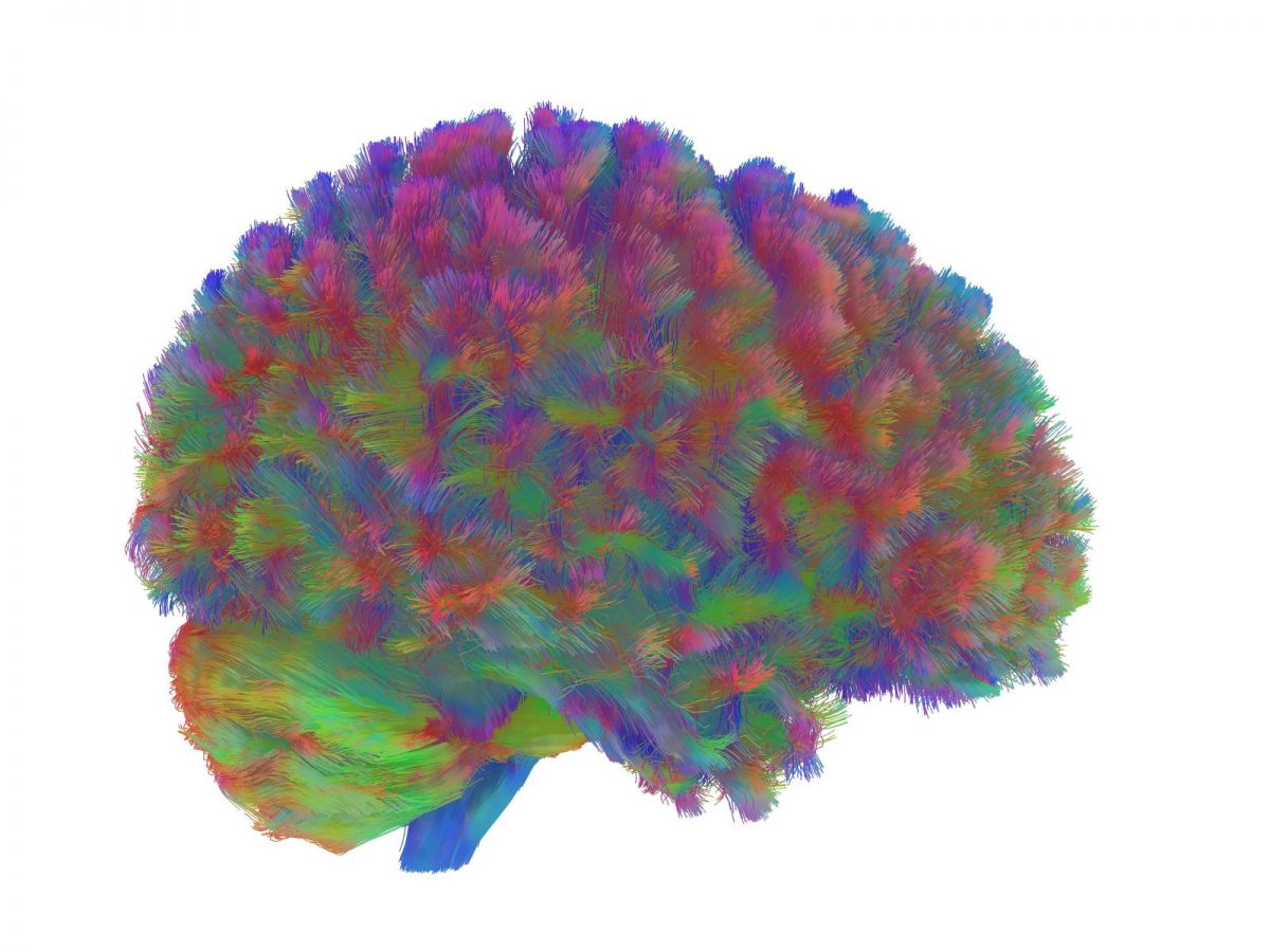 decouverte.-voici-les-cinq-ages-cles-de-notre-cerveau