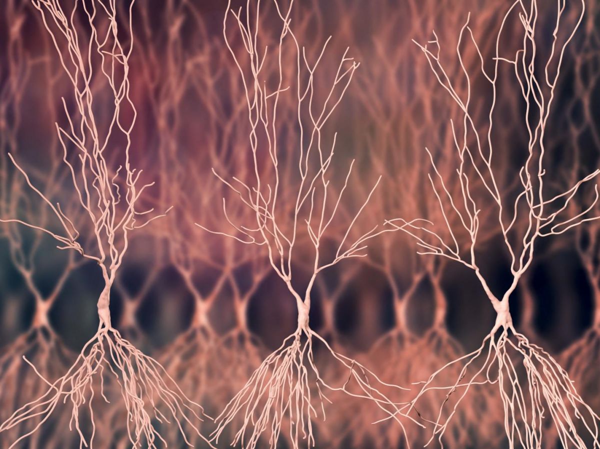 short-term or long-term memory: a matter of "molecular timers"