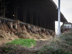 Contagious nodular dermatosis, a scourge of cattle farming