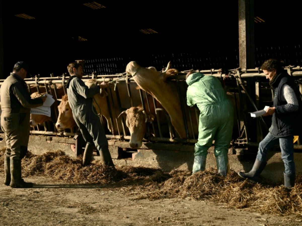 Skin disease: in the southwest, "general mobilization" to "accelerate" vaccination