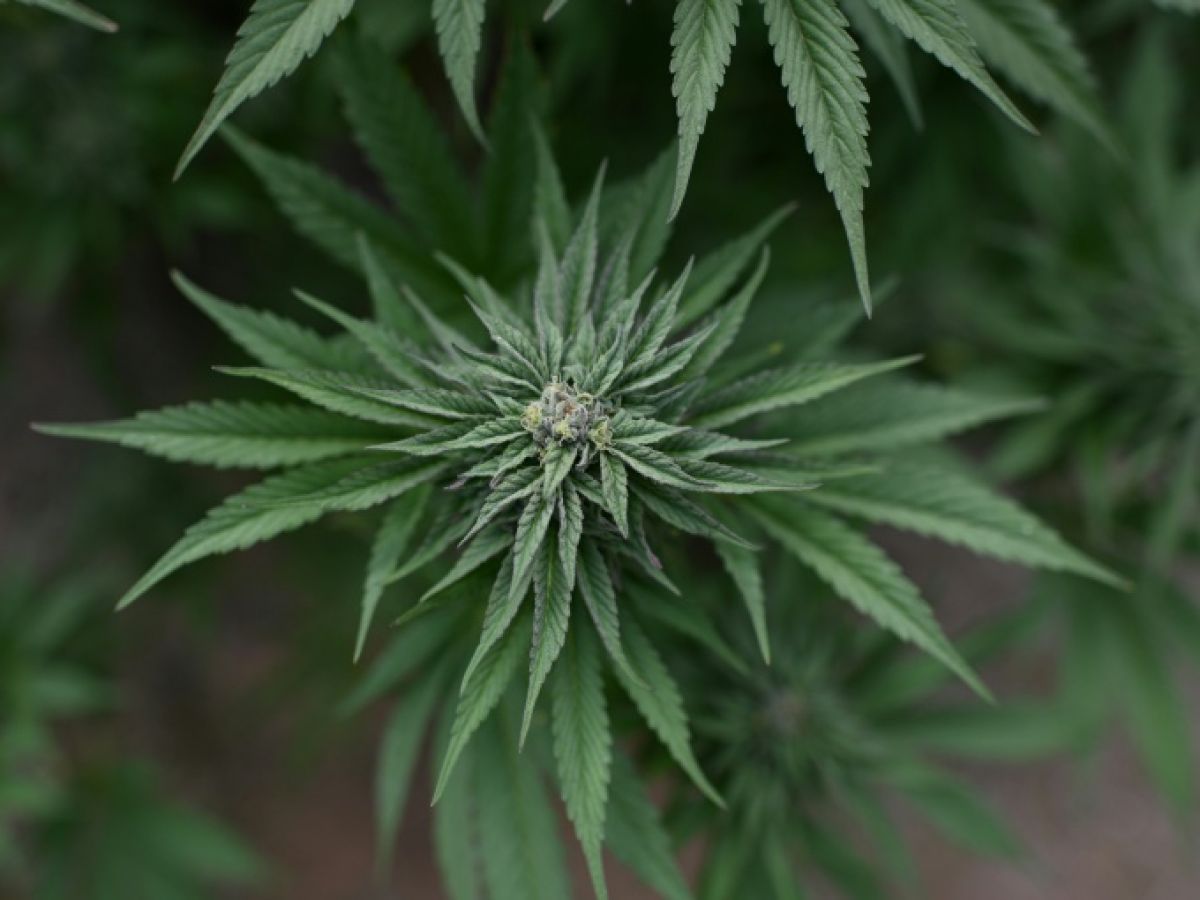 Trump announces he will classify marijuana as a less dangerous drug