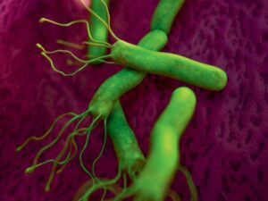 stomach ulcers: the fight against the Helicobacter pylori bacterium