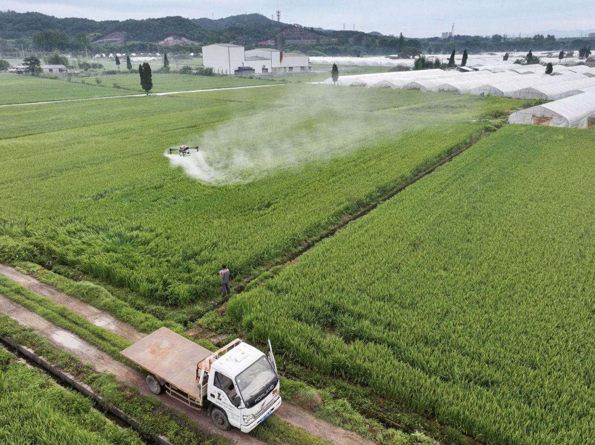 comment-les-produits-chimiques-courants-perturbent-notre-microbiote