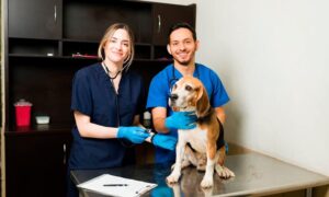 There is a platform for veterinarians