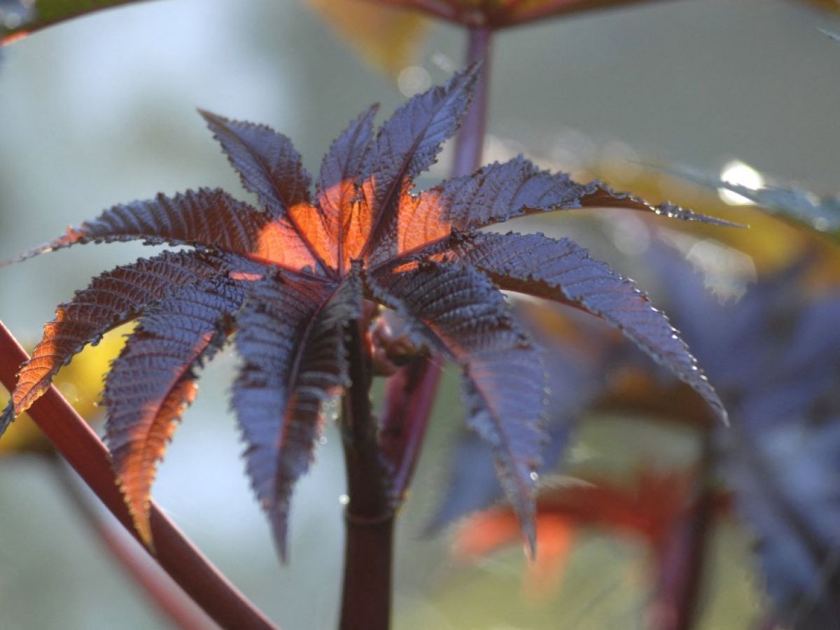 bioterrorisme-:-un-antidote-contre-la-ricine,-une-premiere-mondiale-francaise