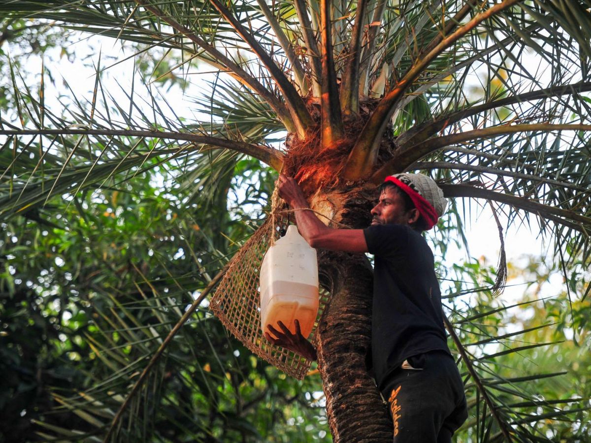 nipah: Other viruses causing similar symptoms complicate diagnosis