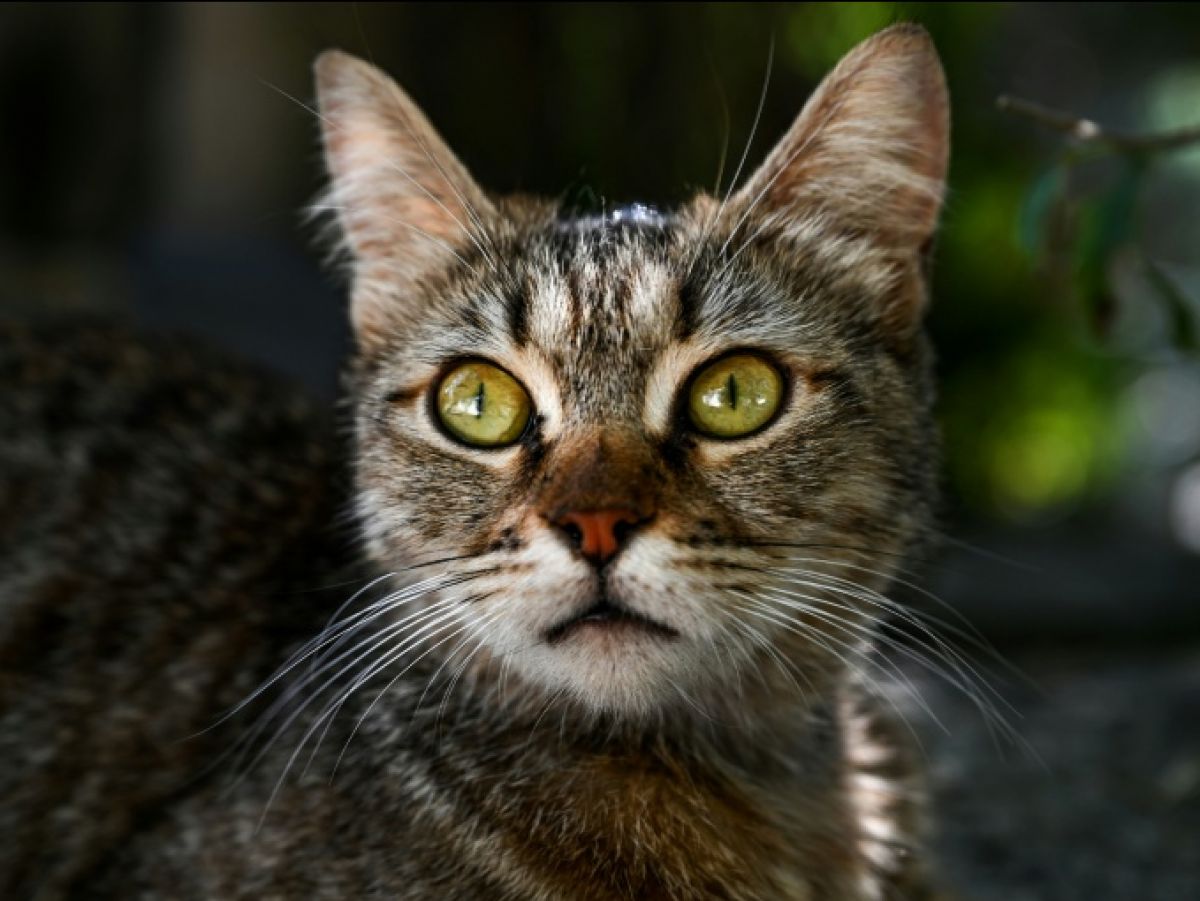 et-si-les-chats-pouvaient-nous-aider-a-mieux-soigner-le-cancer-du-sein-?