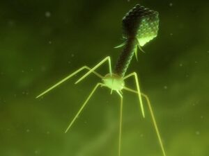 Facing antibiotic resistance, the feat of a virus created from scratch