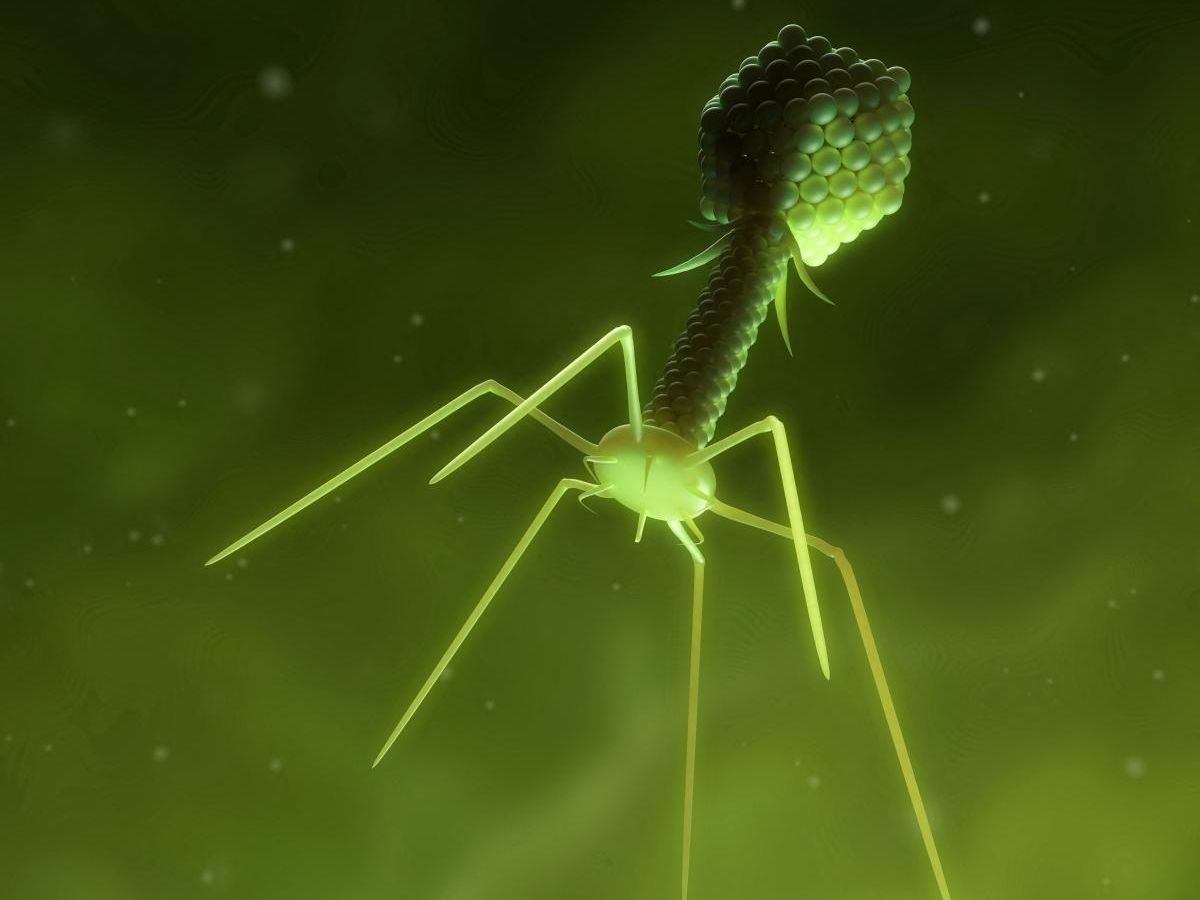 Facing antibiotic resistance, the feat of a virus created from scratch