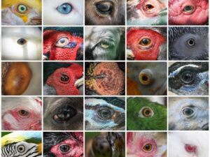 Why do we see colors that other animals don't perceive?