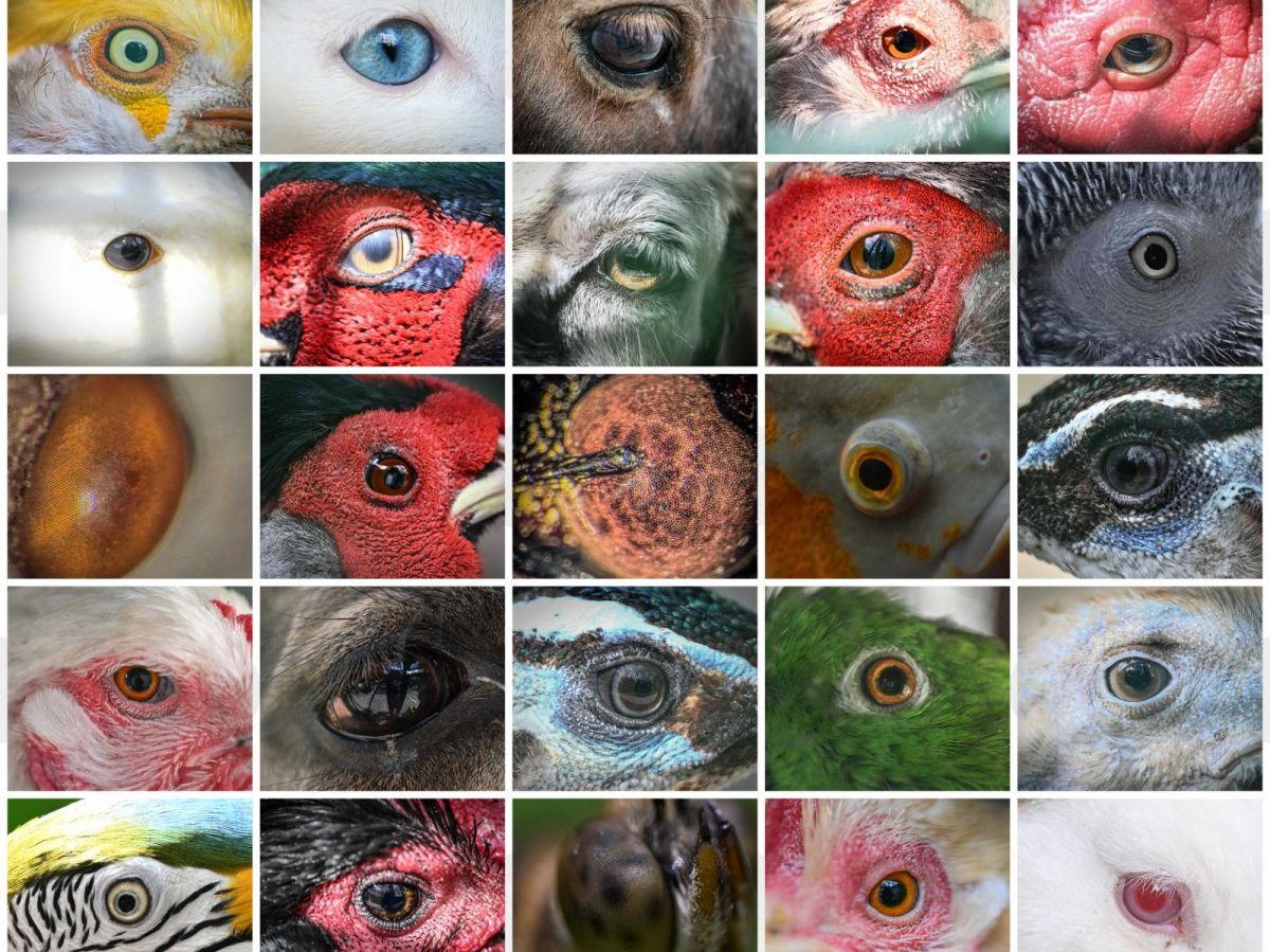 Why do we see colors that other animals don't perceive?