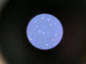 In space, sperm have trouble finding their way