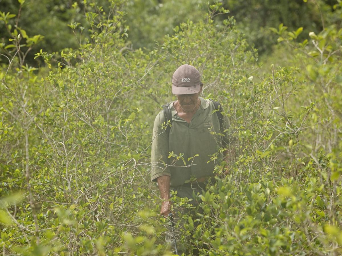 The link between cancer and pesticides: a major study conducted in Peru