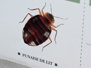 An insecticide banned in France continues to circulate and has caused four deaths.