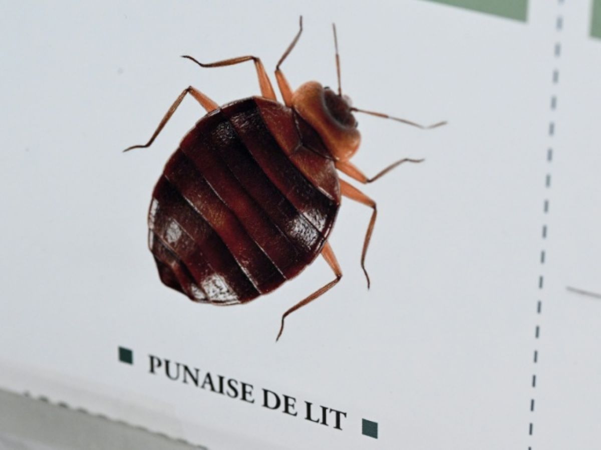 An insecticide banned in France continues to circulate and has caused four deaths.