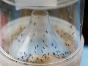 resurgence of chikungunya in French Guiana: the HAS (French National Authority for Health) recommends the Vimkunya vaccine