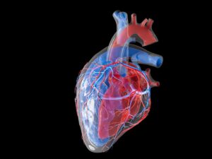 cancer-:-why-are-heart-tumors-so-rare-?