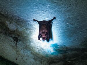 video.-pandemics-:-the-threat-of-zoonoses