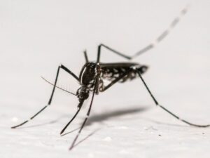 Chikungunya, dengue, Zika: more than 210 imported cases in mainland France in one month